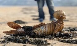 هيكل حورية بحر على الساحل البريطاني يثير دهشة السكان المحليين